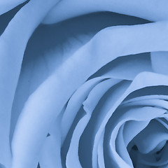 Image showing blue rose close up