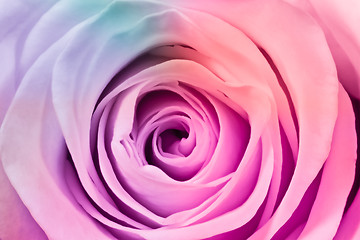 Image showing multicolor rose