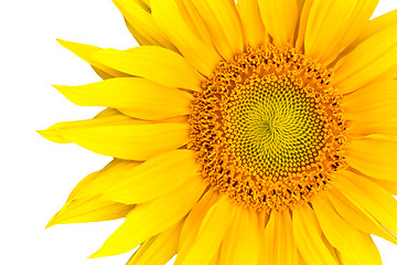 Image showing sunflower