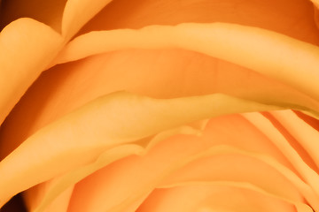 Image showing orange rose close up