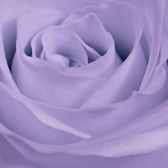 Image showing violet rose close up