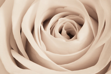 Image showing white rose close up