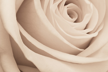 Image showing white rose close up