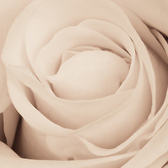 Image showing white rose close up