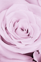 Image showing violet rose close up