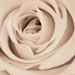 Image showing white rose close up