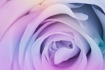 Image showing multicolor rose