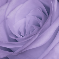 Image showing violet rose close up