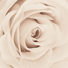 Image showing white rose close up