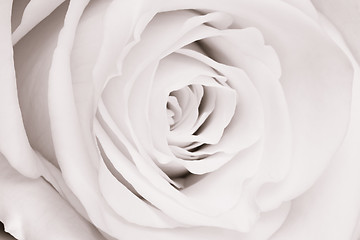 Image showing white rose close up