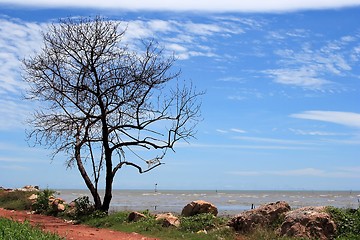 Image showing Lonely Tree