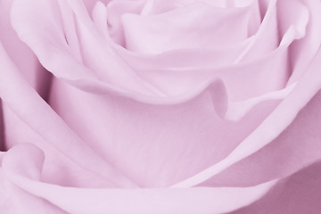 Image showing violet rose close up