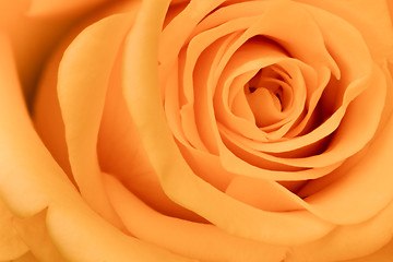 Image showing orange rose close up