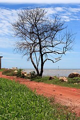 Image showing Lonely Tree