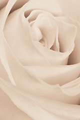 Image showing white rose close up