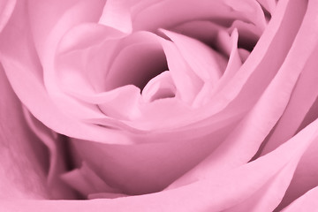 Image showing pink rose close up