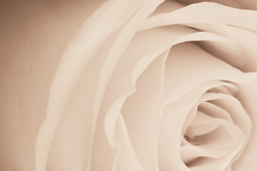 Image showing white rose close up