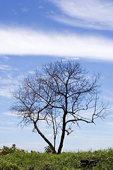 Image showing Lonely Tree