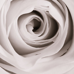 Image showing white rose close up