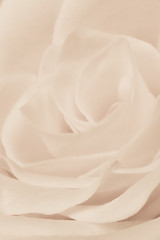 Image showing white rose close up