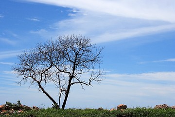 Image showing Lonely Tree