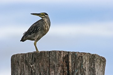 Image showing Heron