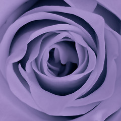 Image showing violet rose close up