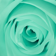 Image showing green rose close up