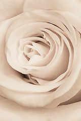 Image showing white rose close up