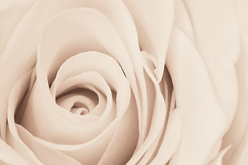 Image showing white rose close up