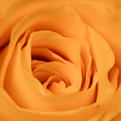 Image showing orange rose close up