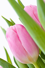 Image showing pink tulips