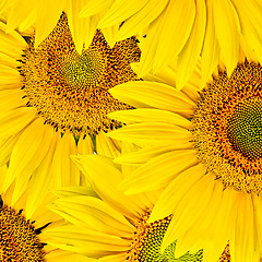 Image showing sunflower background