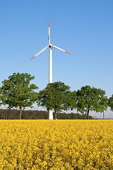 Image showing windmill  farm in the rape field