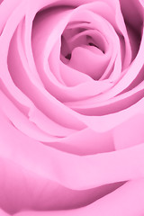 Image showing pink rose close up