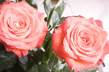 Image showing rose bouquet