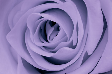 Image showing violet rose close up