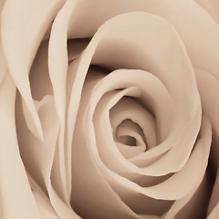 Image showing white rose close up