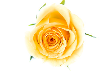 Image showing orange rose petals