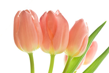 Image showing orange tulips