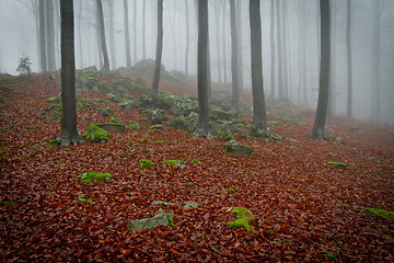 Image showing misty forest