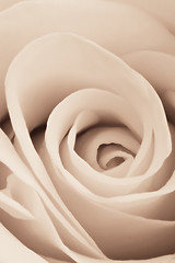 Image showing white rose close up