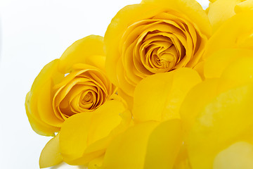 Image showing yellow rose macro