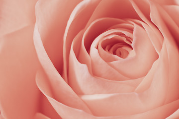 Image showing pink rose macro