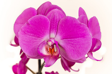 Image showing pink orchid