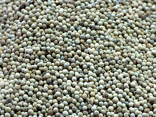 Image showing White pepper