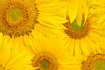 Image showing background made of beautiful sunflowers