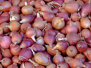 Image showing Baby onion