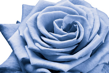 Image showing blue rose
