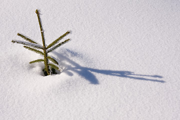 Image showing fresh snow in the mountains